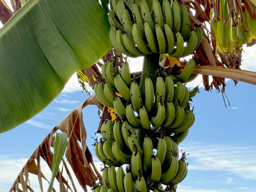 17 Larkspur Ave a Palmetto, FL Mobile or Manufactured Home for Sale